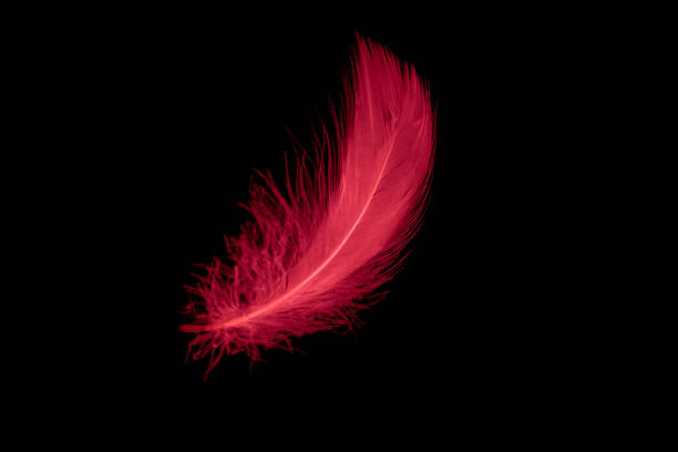 istock a red goose feather on a black isolated background 1408927407