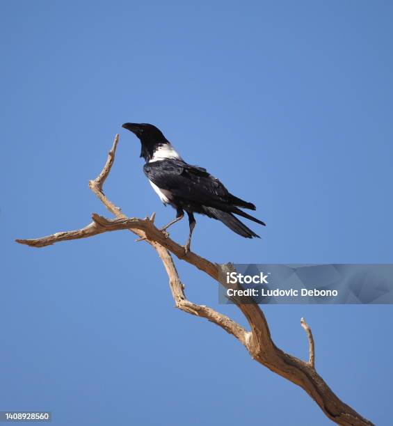 Pied Crow Perching On A Branch Stock Photo - Download Image Now - Adventure, Africa, Animal