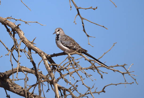 Namaqua dove (Oena capensis) in Sossusvlei, Namib-Naukluft National Park, Namibia