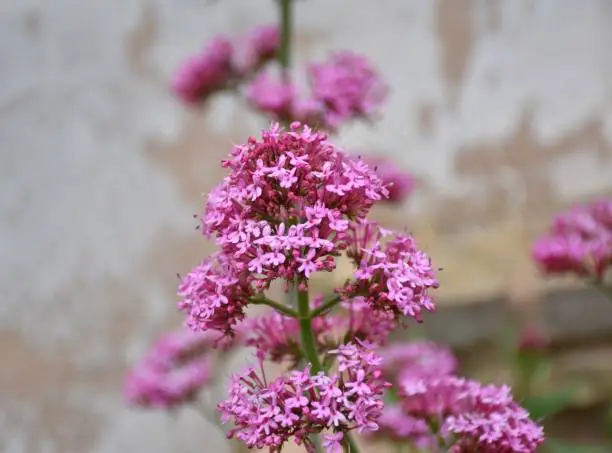 Photo of Red Valerian flower plant (Centranthus ruber).