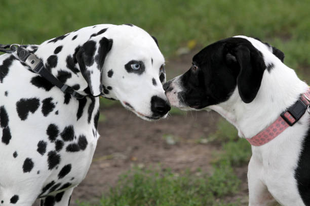 istock Two Dogs Meeting for First Time 1408931407
