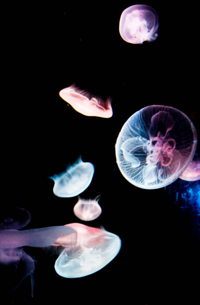 istock Beautiful Australia underwater pictures 1408932771