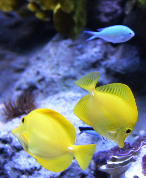 istock Beautiful Australia underwater pictures 1408932812