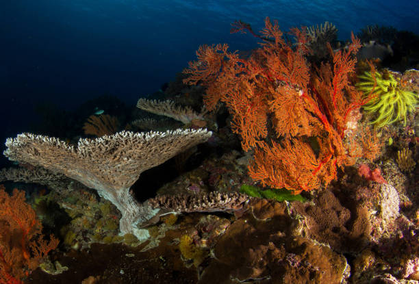 istock Beautiful Australia underwater pictures 1408932813