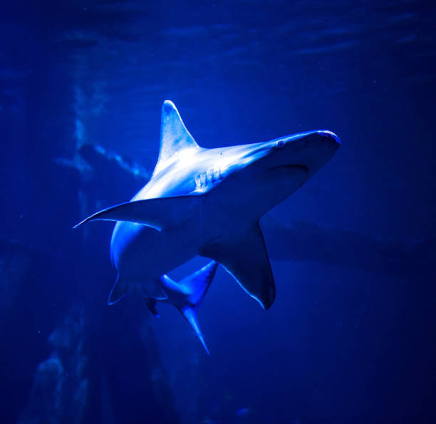 istock Beautiful Australia underwater pictures 1408932815