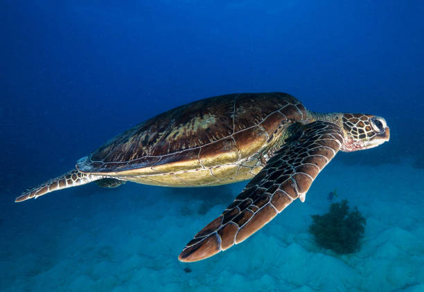 istock Beautiful Australia underwater pictures 1408932816