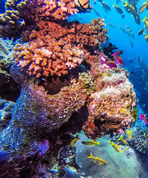 istock Beautiful Australia underwater pictures 1408932898