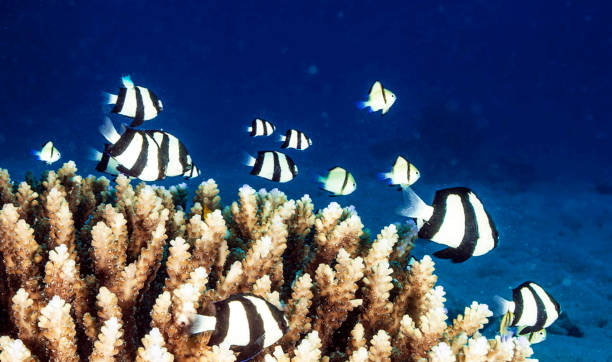 istock Beautiful Australia underwater pictures 1408932909