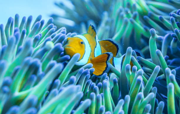 istock Beautiful Australia underwater pictures 1408933044