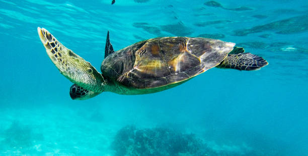istock Beautiful Australia underwater pictures 1408933045