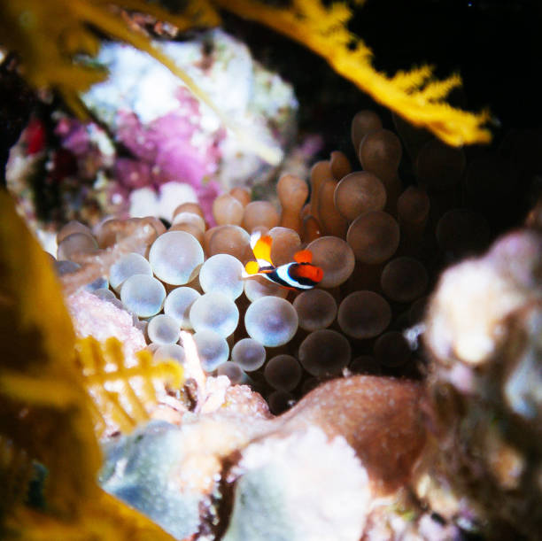 istock Beautiful Australia underwater pictures 1408933198