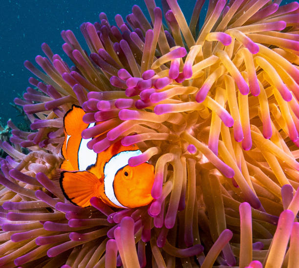 istock Beautiful Australia underwater pictures 1408933209
