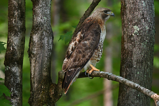 Adult red-tailed hawk in the deep woods of New England in summer, hunting from a low perch. The 