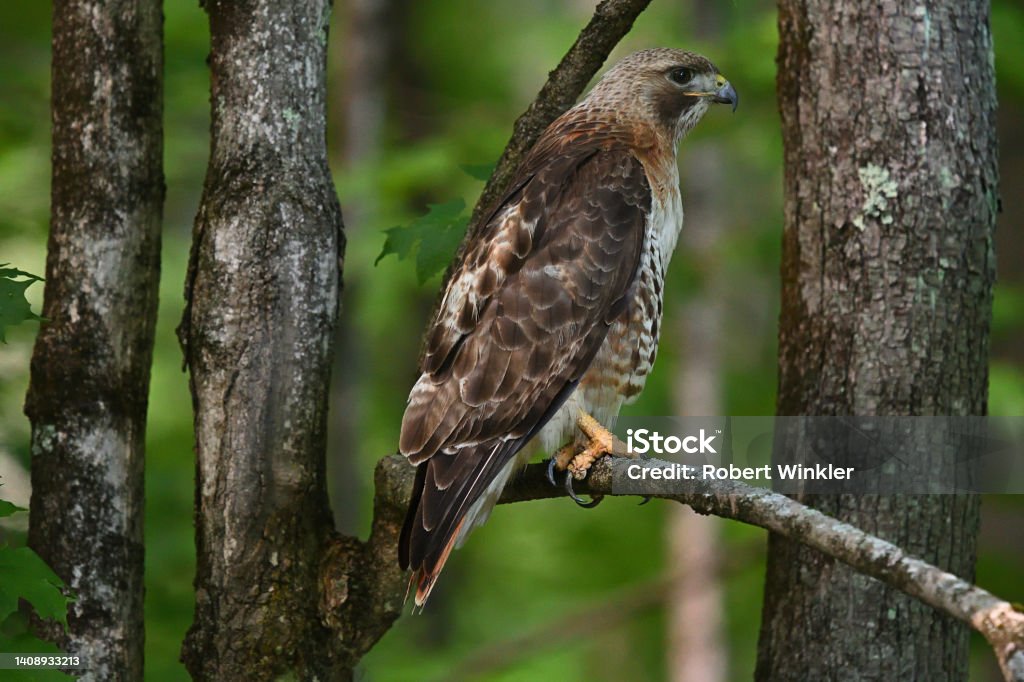 Red-tailed hawk in forest Adult red-tailed hawk in the deep woods of New England in summer, hunting from a low perch. The "redtail" is the most common large hawk in North America. Taken in Connecticut's rural northwest hills. Red-tailed Hawk Stock Photo