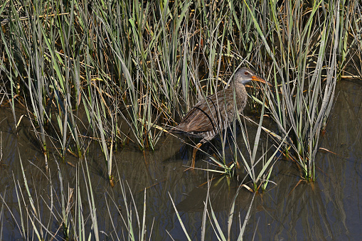 Clapper rail in a salt marsh behind a beach in Connecticut, summer. A seldom-seen bird because of its inaccessible habitat and secretive ways. Occurs on the East Coast of the U.S.
