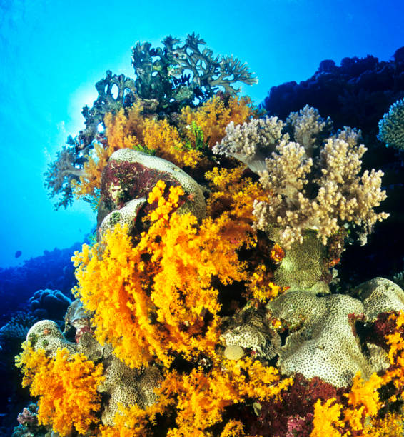 istock Beautiful Australia underwater pictures 1408933244