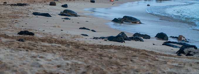 View of the turtles  resting at Poipu Beach in Kauai, Hawaii