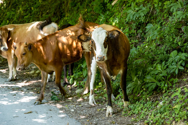 istock a herd of cows stands on a mountain road 1408934340