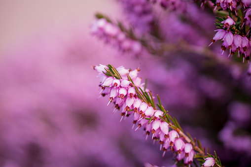 A sprig of purple flowers Erica arborea or Erica herbacea
