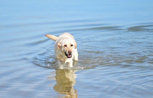 A Labrador retriever having fun on a Cornwall beach