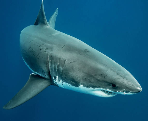 istock Australia underwater pictures 1408937343