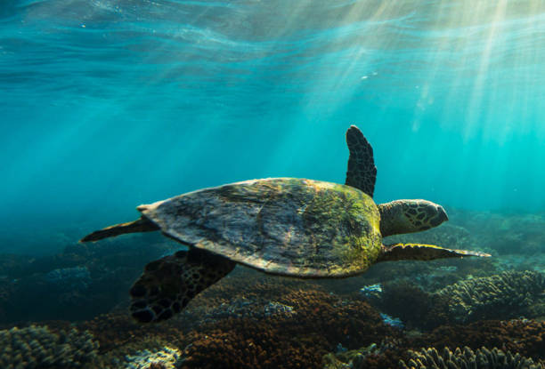 istock Australia underwater pictures 1408937344
