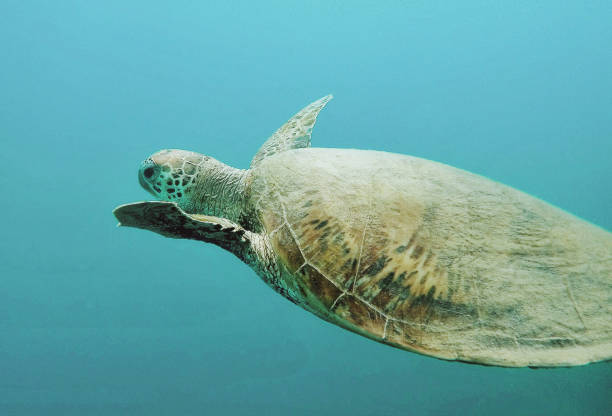 istock Australia underwater pictures 1408937345