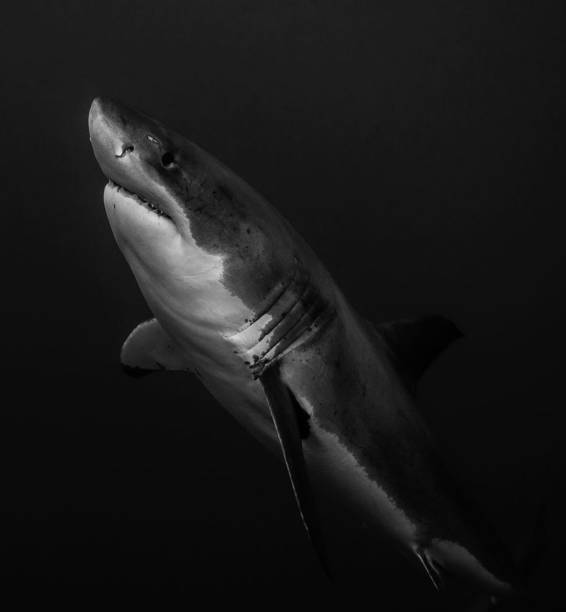 istock Australia underwater pictures 1408937460