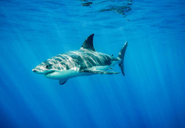 istock Australia underwater pictures 1408938014