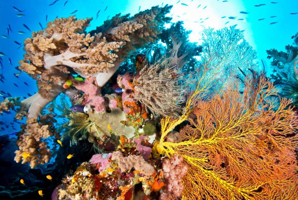 istock Australia underwater pictures 1408938720