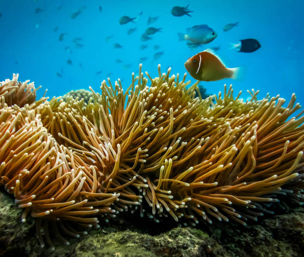 istock Australia underwater pictures 1408938722