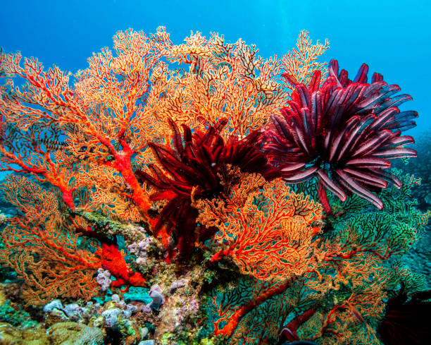 istock Australia underwater pictures 1408938965
