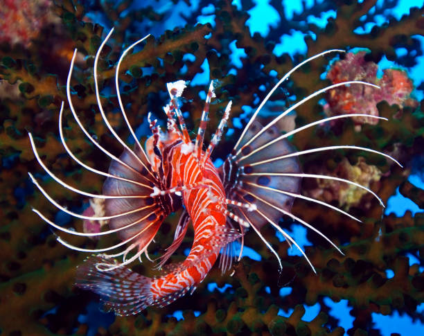 istock Australia underwater pictures 1408939085