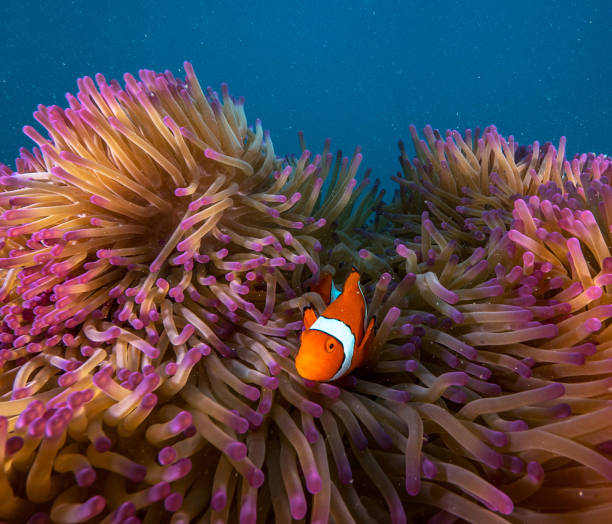 istock Australia underwater pictures 1408939177