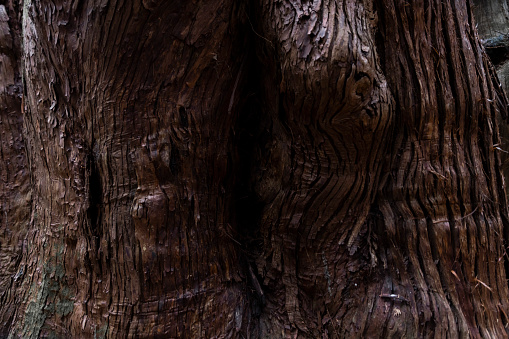 A wooden texture of cedar tree. High quality photo. Numazu district Heda Shizuoka Japan 02.03.2022