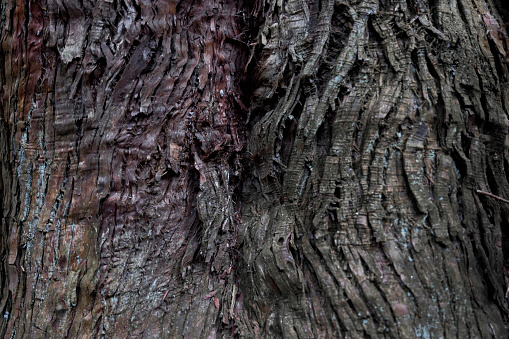 A wooden texture of cedar tree. High quality photo. Numazu district Heda Shizuoka Japan 02.03.2022