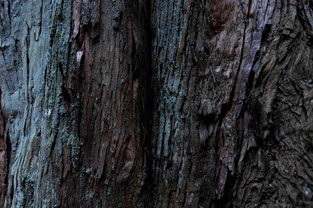 A wooden texture of cedar tree. High quality photo. Numazu district Heda Shizuoka Japan 02.03.2022