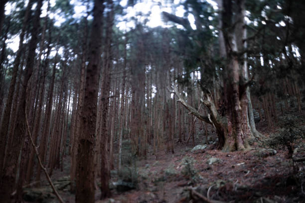 istock A Japanese big cedar tree in the mysterious forest daytime 1408940402
