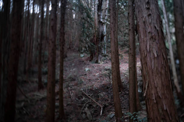 istock A Japanese big cedar tree in the mysterious forest daytime 1408940441