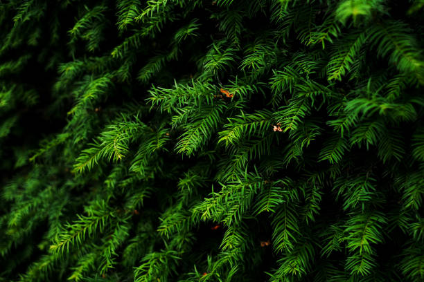 istock evergreen plant hedge close-up branches 1408941097