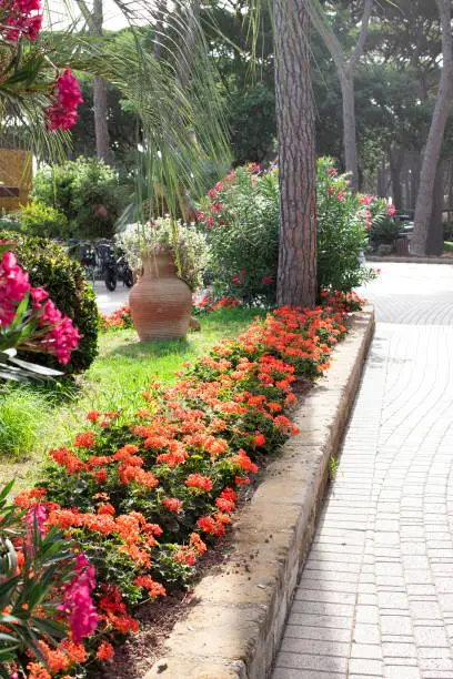 Pelargonium alley, path, lane, arrangement, walk in the park, clean, well-kept garden, cobblestones, light pink