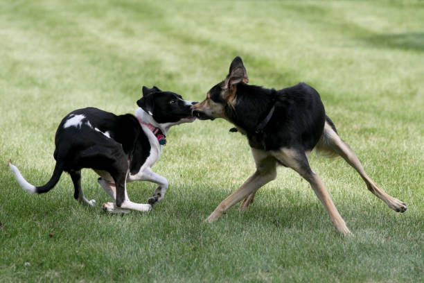 istock Two Dogs Meeting for First Time 1408942860