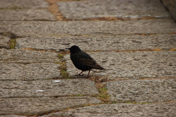 istock European Starling on Stone Pathway 1408944002