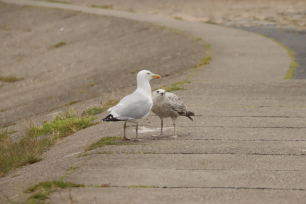 istock Herring Gull Adult and Juvenile 1408944120