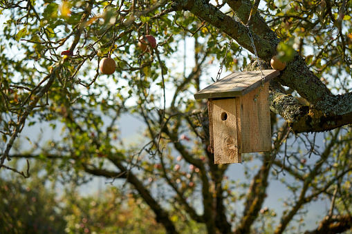 1 birdhouse hangs on an apple tree. Wooden construction for shelter animals and insects.