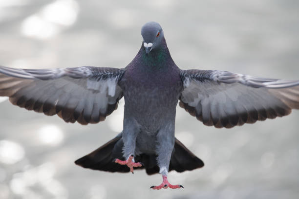 istock Pigeon Coming In For a Landing 1408944712