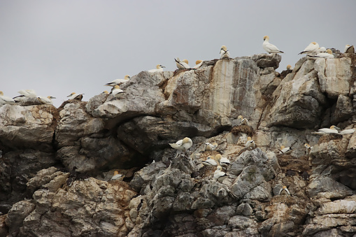 Gannets perching and nesting on rocks