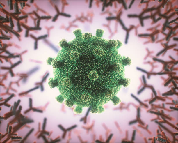 istock Y-Shaped Antibody Attacking Coronavirus Covid-19 1408948001