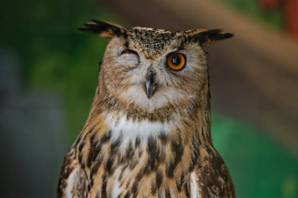 istock The common owl, bubo bubo, winked with one eye while sitting in the zoo enclosure. Portrait. Close-up. 1408948589