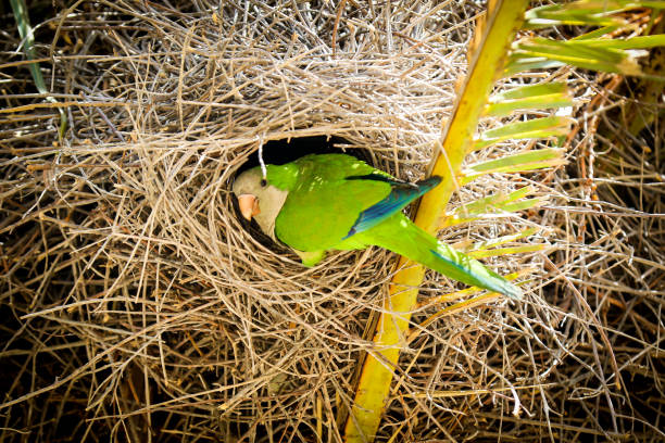 Parakeet perching in a pine tree in the Villa Borghese Gardens.